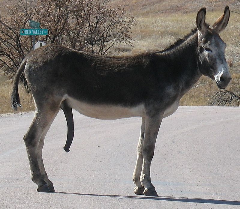 Donkey Dick